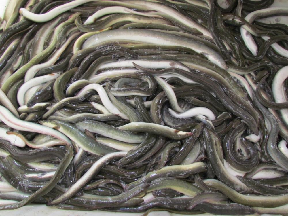 Yilan Baliklari7 Bin Kilometre Kat Ederek Meksika Korfezinden Aydina Ulasti 8C80876Ab4A9D051F7924D6158A41189