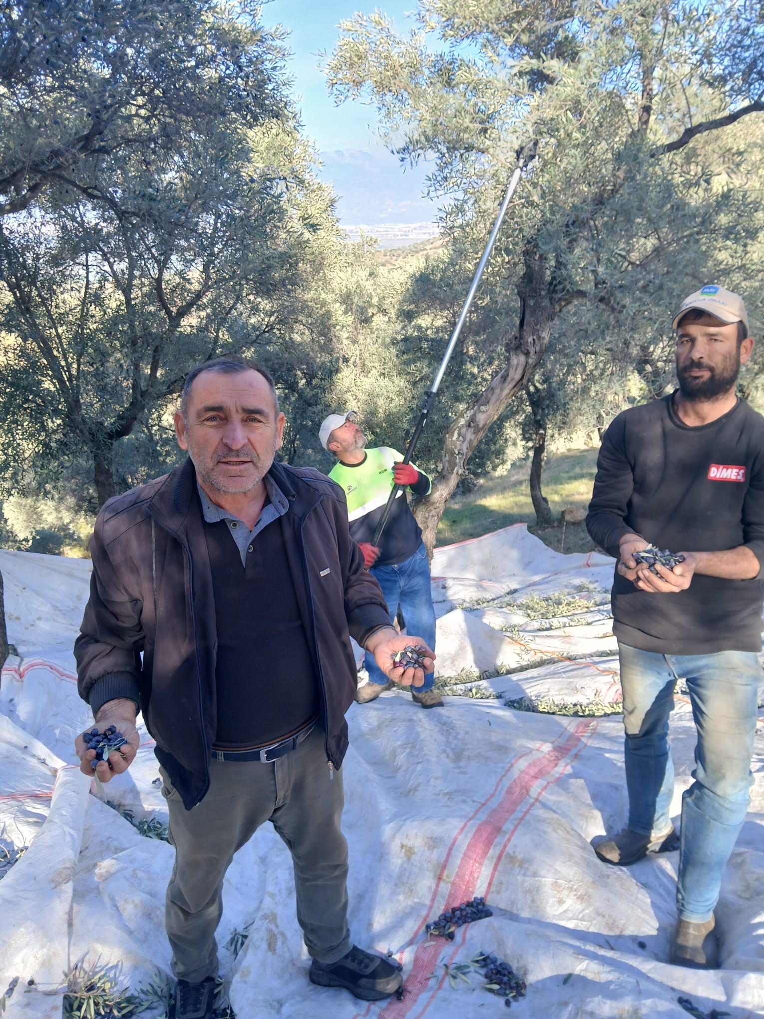 Zeytinde Hasat Devam Ediyor 621055 5B753924854D7708D8Ffa113F87Afd7E