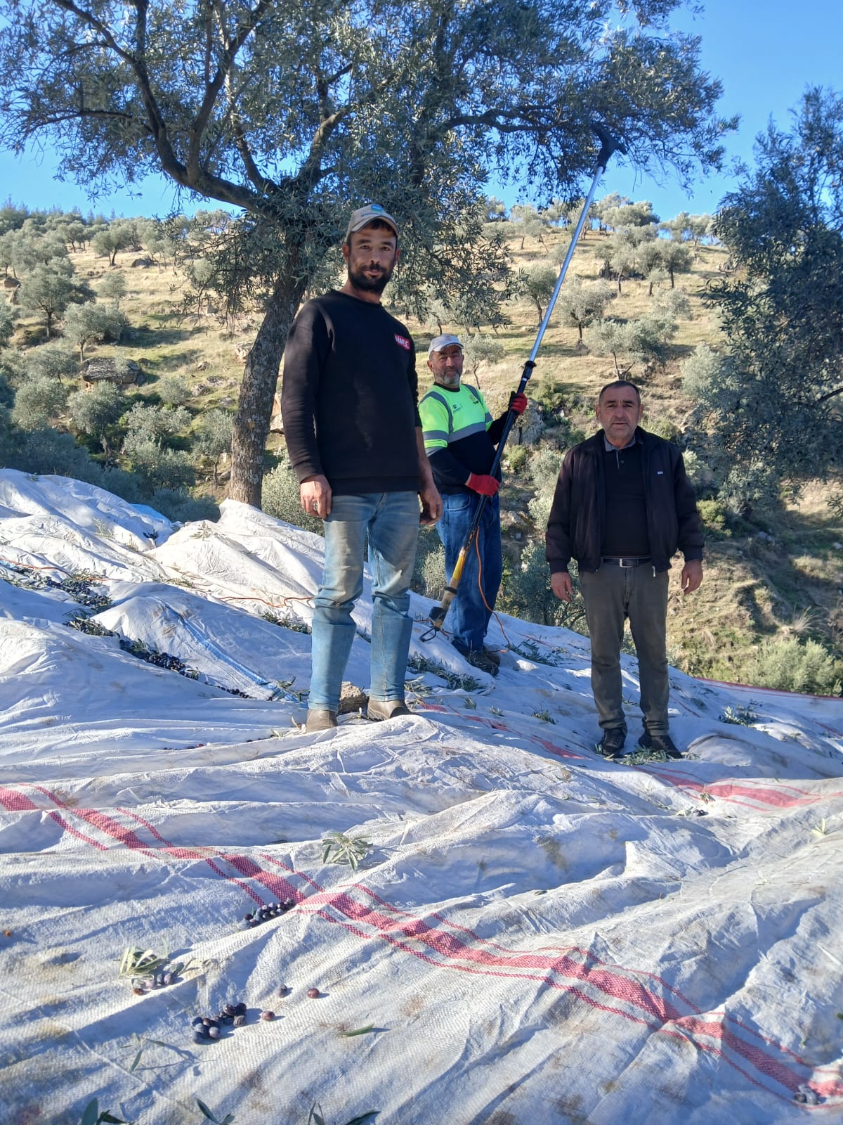 Zeytinde Hasat Devam Ediyor 621055 Ec42B0A0F985Da53F641B21B5E080B85