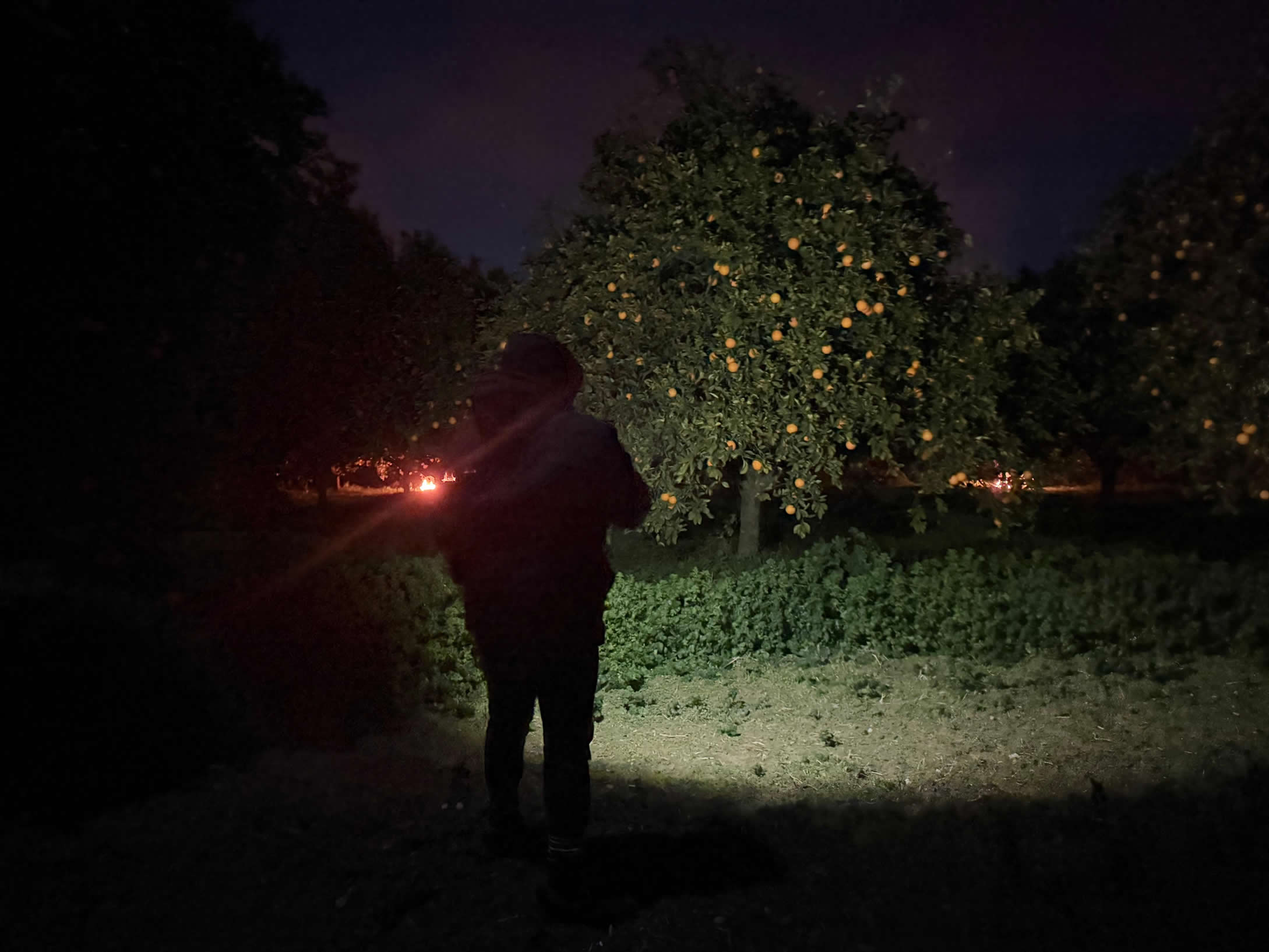 4 Derece Ureticiyi Alarma Gecirdi Nazillide Don Nobeti 627043 B5B7375B03C2Af41F55321B2E72Eeaf5