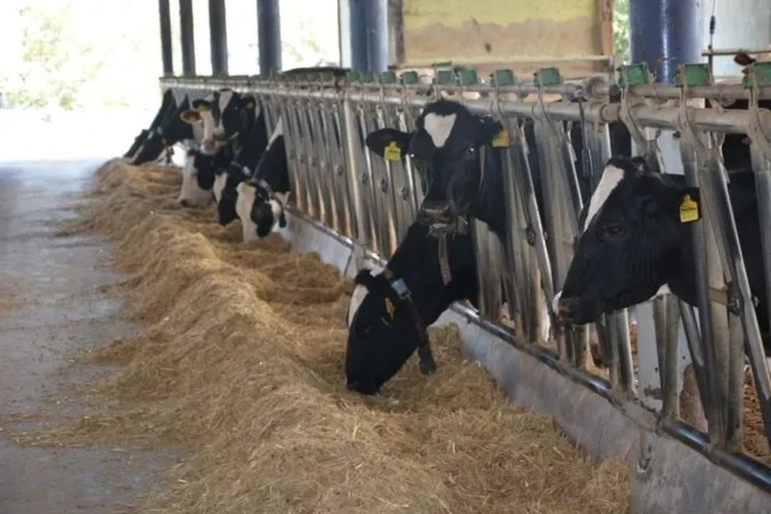 Aydin Hayvancilikta Turkiye Zirvesinde 8984936Dd3Eb80419F2D7B0B8Ccc7418