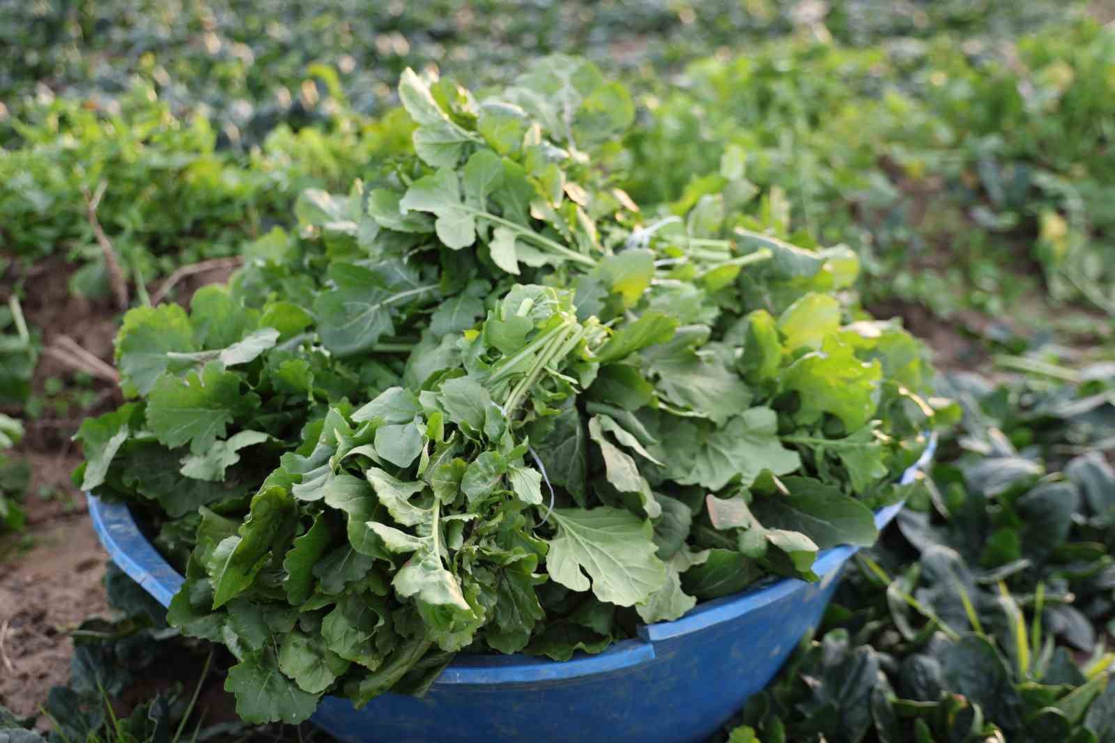 Aydinda Soguk Hava Sebzeyi Vurdu Tarlada Verim Dustu A0Ed2Fe286B8D908F3166573Dfc6E214