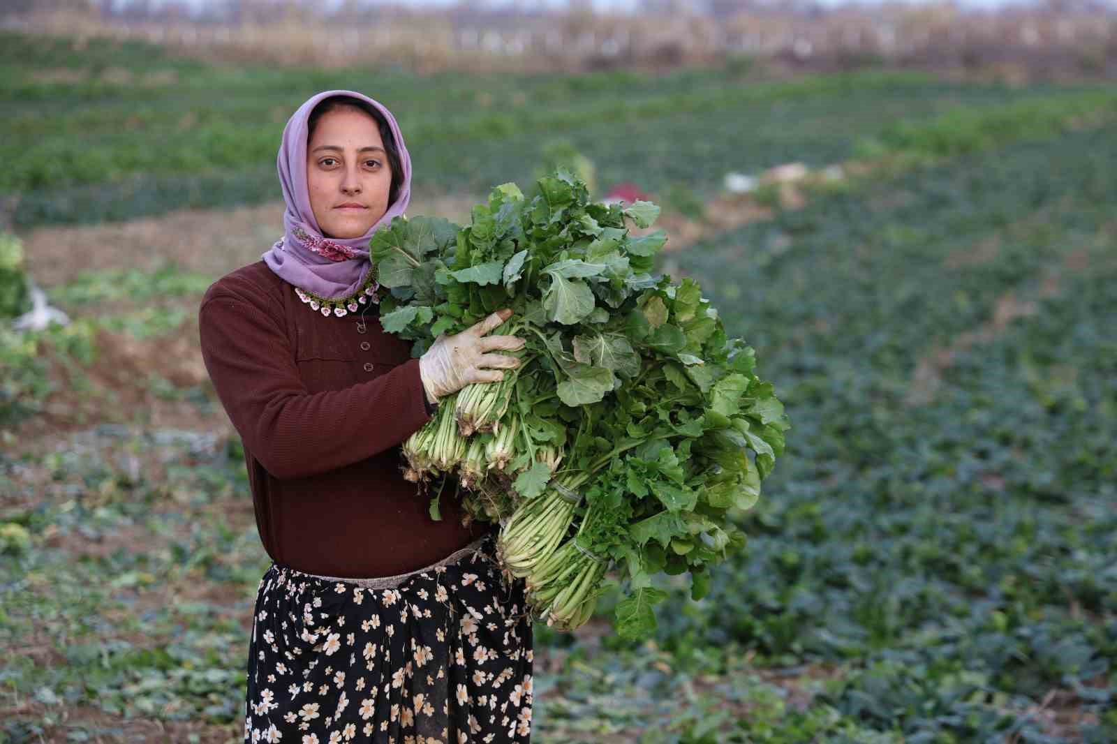 Aydinda Soguk Hava Sebzeyi Vurdu Tarlada Verim Dustu B0Be94193743B9Ce7F686Db61Bf17043