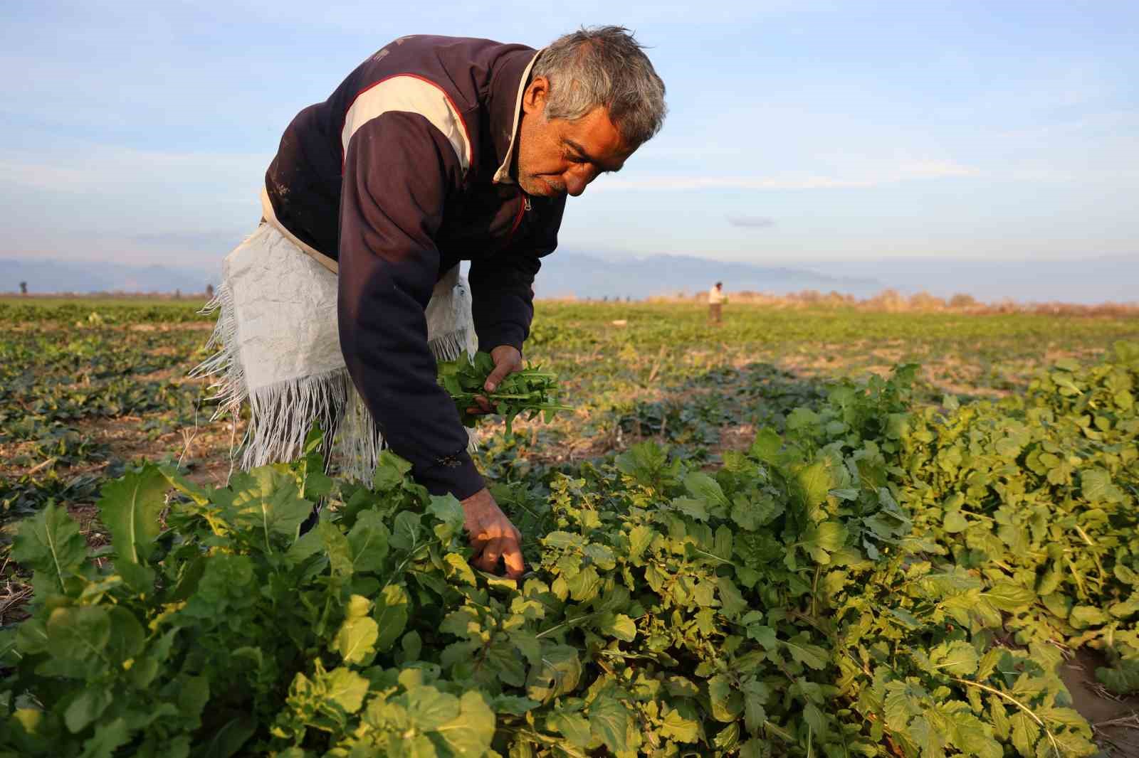 Aydinda Soguk Hava Sebzeyi Vurdu Tarlada Verim Dustu B264187Dd3Ee991Aaeebc8D78Cff9084