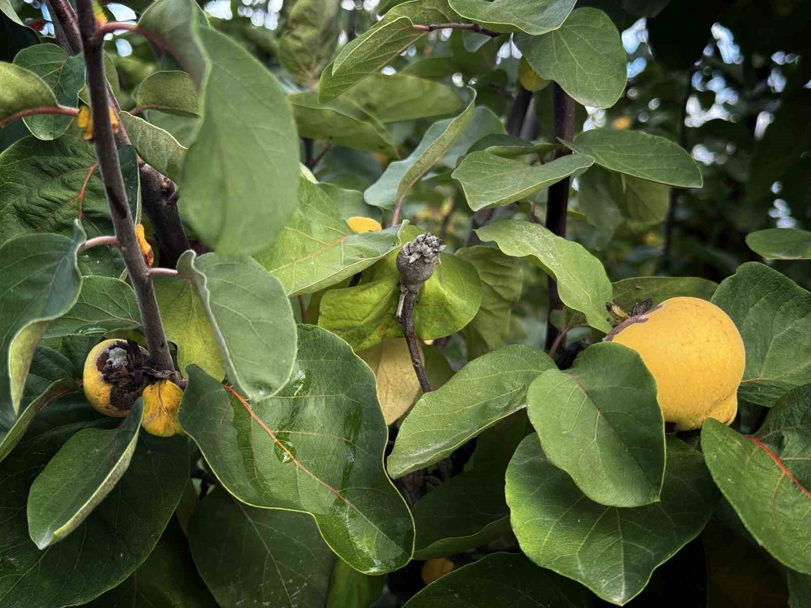 Bir Yilda Zirai Dondan Etkilenen Ureticilere 54 Milyon Tl Destek Yapildi D25B6574F1B28012Ab6E6Ae90C1749Ff