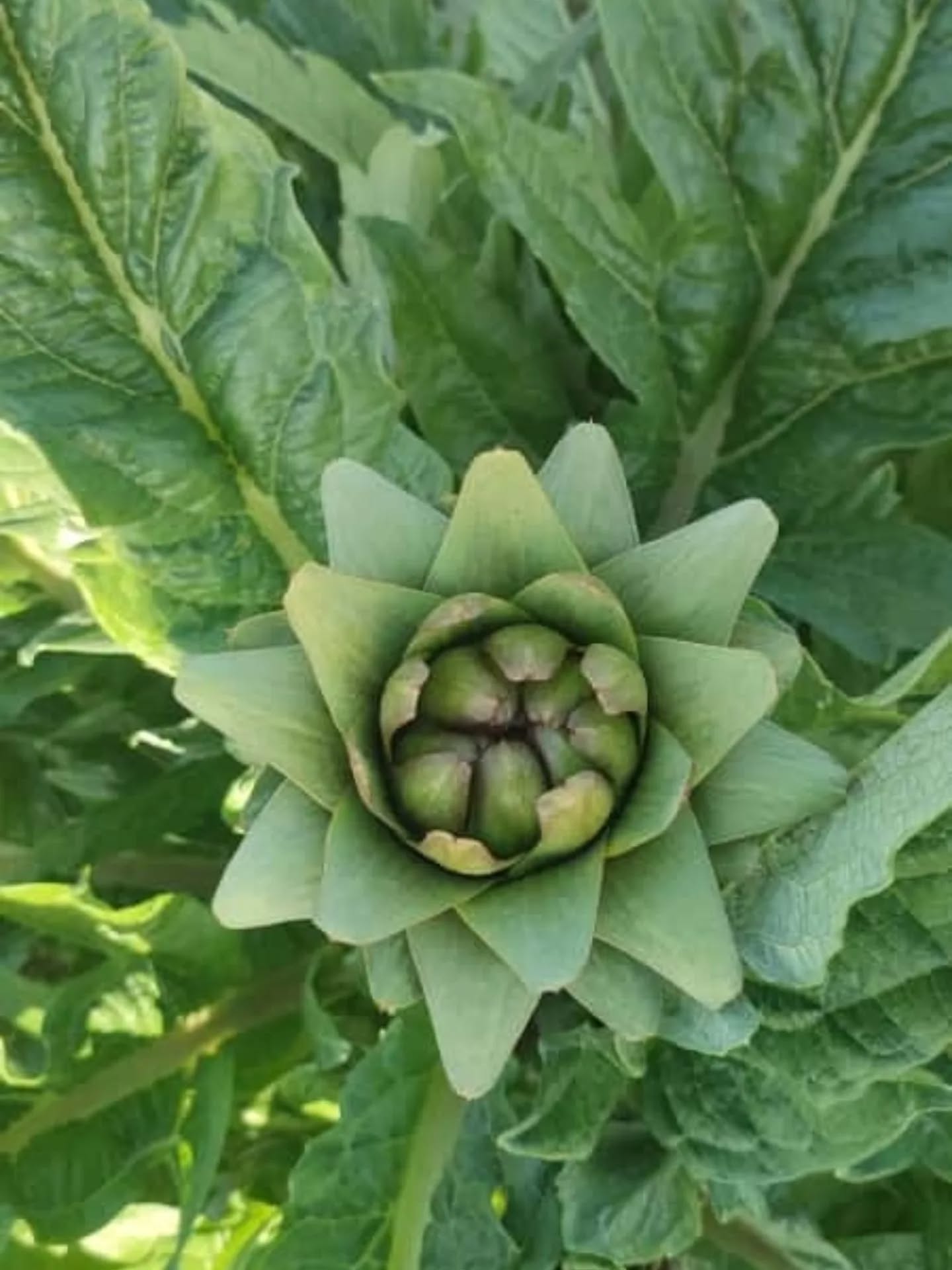 Chpli Bulbul Don Aydin Enginarini Vurdu 628789 5Eaf2B41D8A5E613770Da3B353B12B20