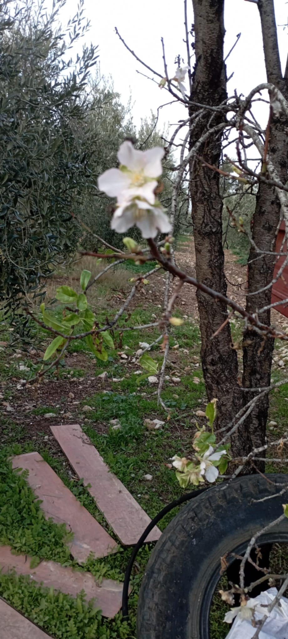 Didimde Bademler Cicek Acti 633028 Bc4B500C6638Af110Bc07D3E2Ed2B2B8