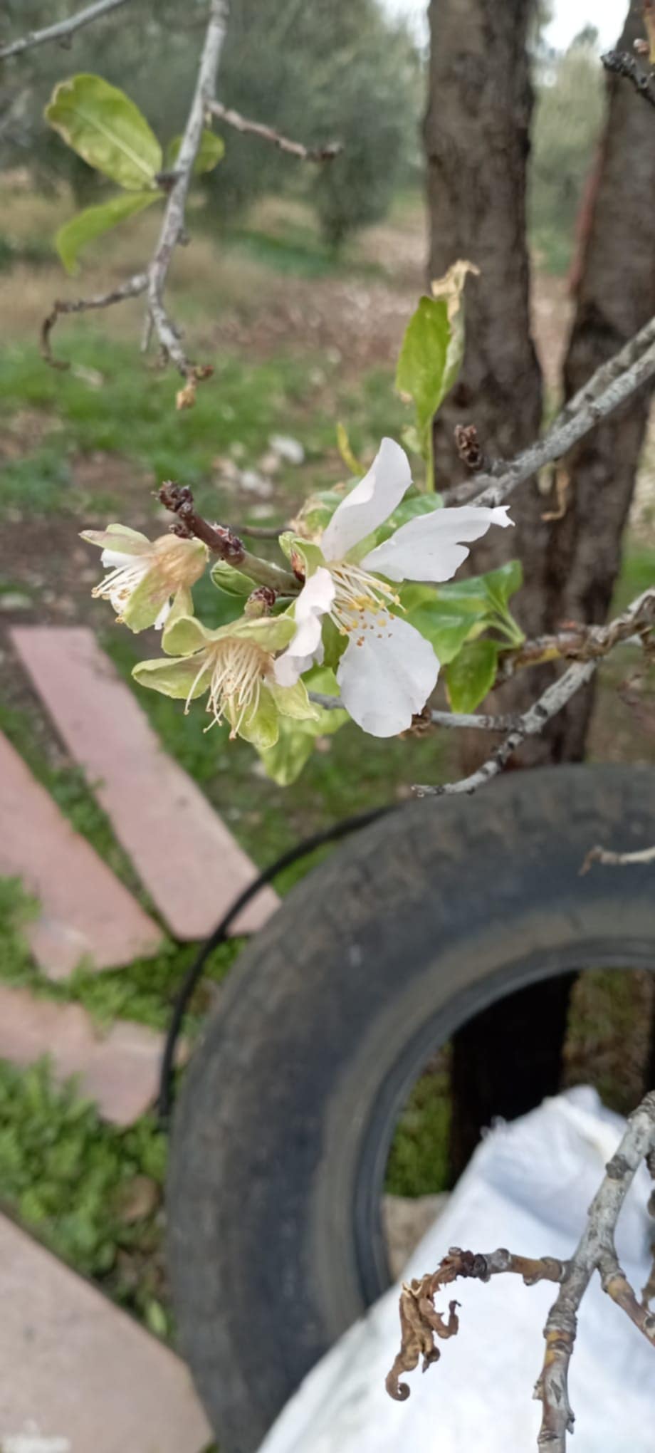 Didimde Bademler Cicek Acti 633028 E946Be512E2245Da90466B9E760527Ae