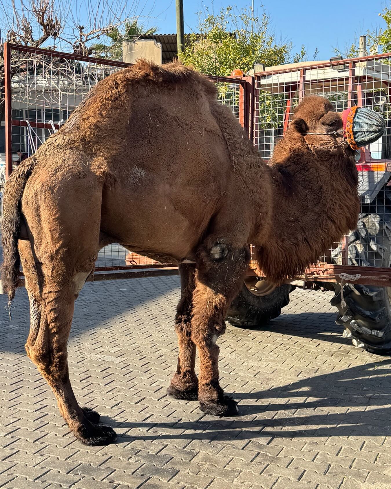 Erdogan Ve Cercioglu Icin Devemi Kesmek Istiyorum 633045 576Ae93B99D7443708Eed4D8F3363F35