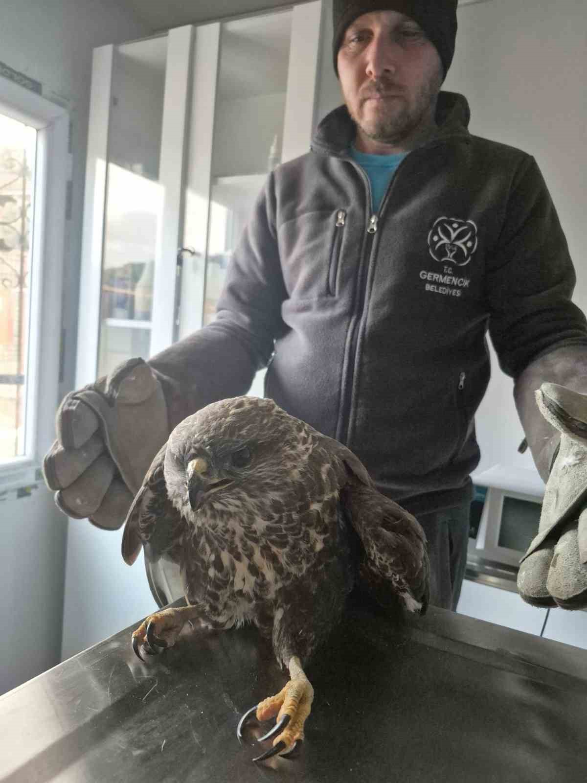 Germencik Belediyesi Yarali Sahini Tedavi Etti Ecf9Dee75A23176B6A5Da13151300659