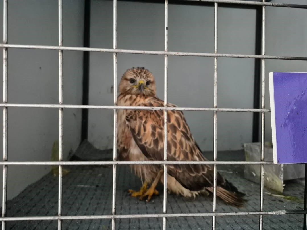 Germencikte Belediyenin Ihbar Hatti Yaban Hayvanlarina Da Umut Oluyor 8161551E4Fee838B2D3E55Ca80Cc5Fe8