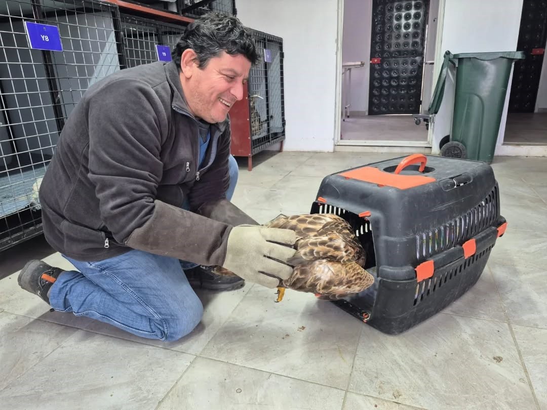 Germencikte Belediyenin Ihbar Hatti Yaban Hayvanlarina Da Umut Oluyor F12F1D3Bc27Aa82096D16Bde17228129