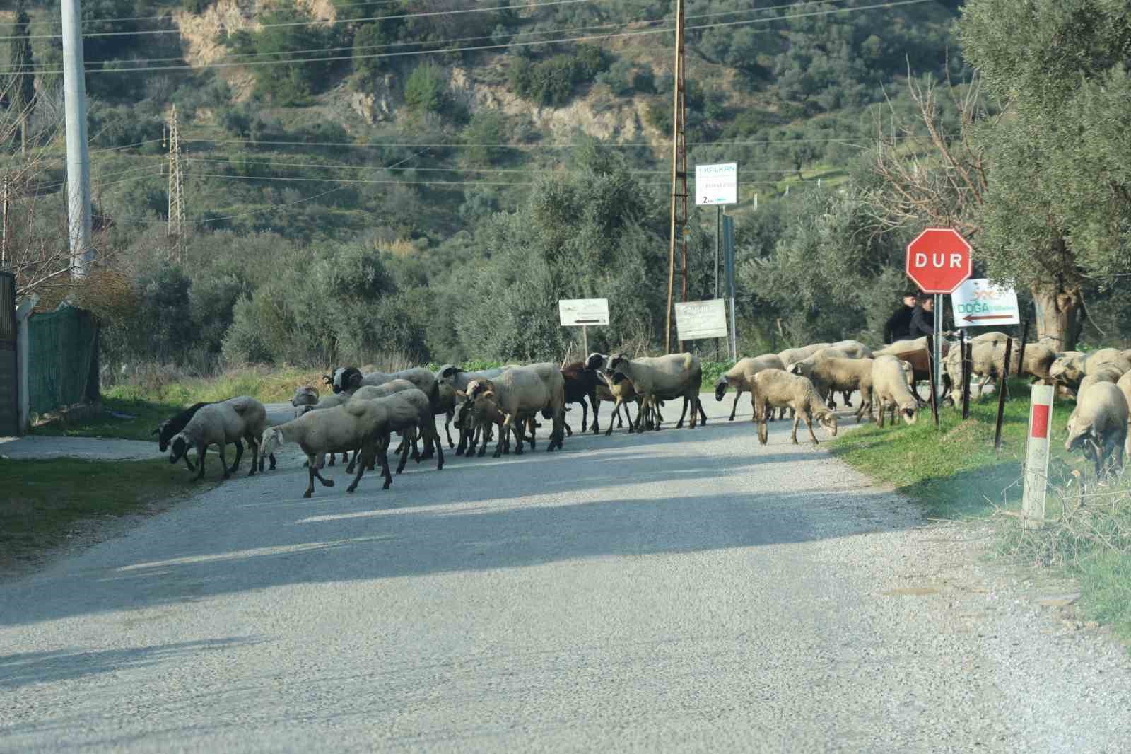 Havalar Isindi Suruler Dogaya Salindi 6F9C574A4B4C404Fcbee168405Af7779