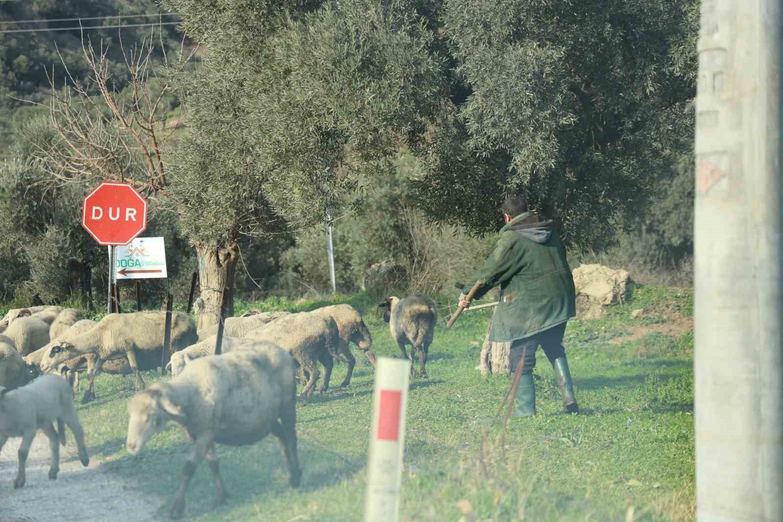 Havalar Isindi Suruler Dogaya Salindi C6E262Edb682A9039577Dec7B40D2784