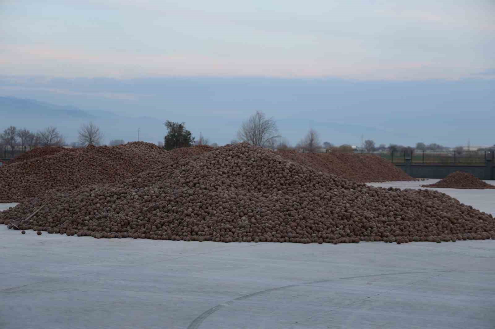 Kozalak Isleme Tesislerinde Yogun Mesai Donemi 3205404Eec47C702E1B66A98Fe6575A4