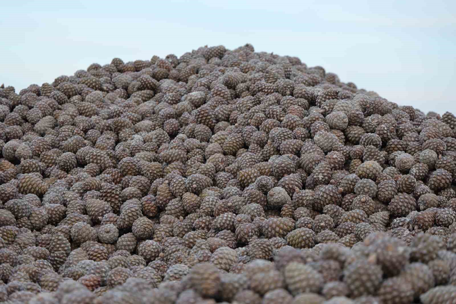 Kozalak Isleme Tesislerinde Yogun Mesai Donemi 8F20E4Ba0Cff3A6026065109Dfafc7Bc