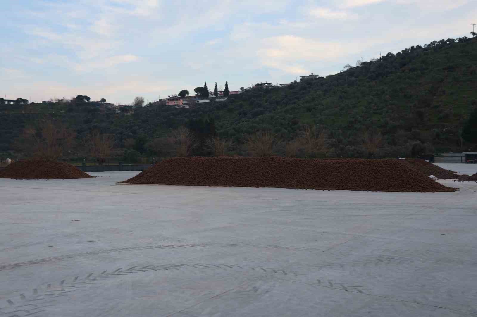 Kozalak Isleme Tesislerinde Yogun Mesai Donemi Aea728Fd6788A2B8528367Cf43Ae117C