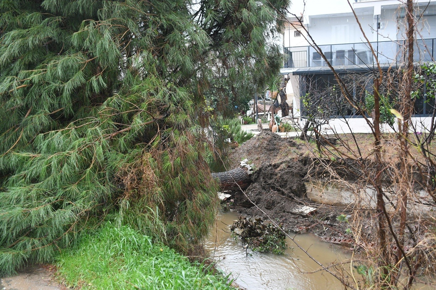 Kusadasinda Dereye Devrilen Cam Agaci Dere Yatagini Tikadi Belediye Ekipleri Seferber Oldu Bba5E644F04Dfa1E904Cf0Aa01Fcfc19