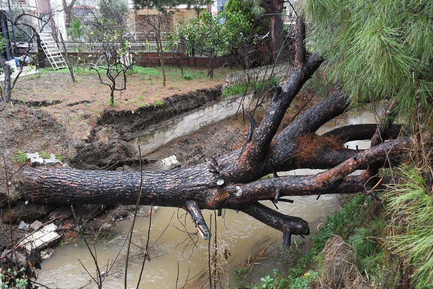 Kusadasinda Dereye Devrilen Cam Agaci Dere Yatagini Tikadi Belediye Ekipleri Seferber Oldu D8Ed7Aa99B06E221A6F6D522C2F1Ec99
