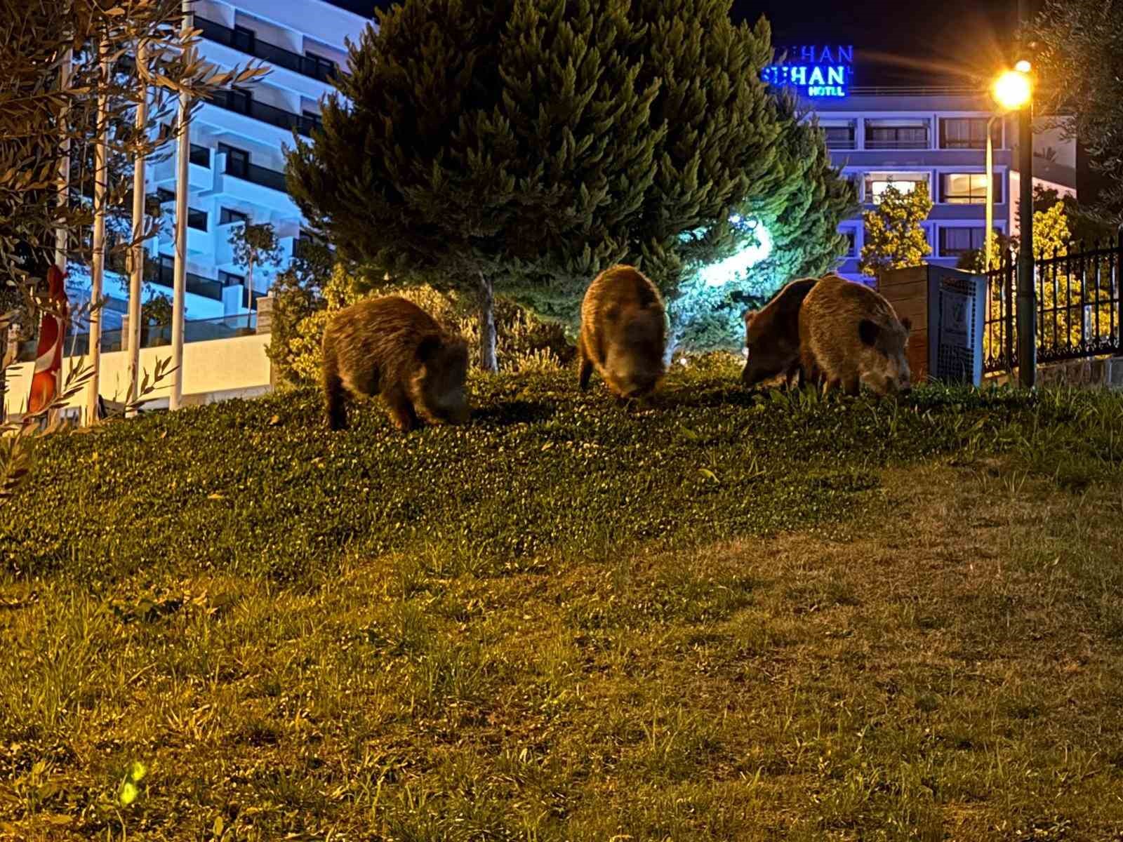 Kusadasinda Domuzlar Sehri Mesken Tuttu 7C310B183B81Bc9C88017F980Ed136Bd