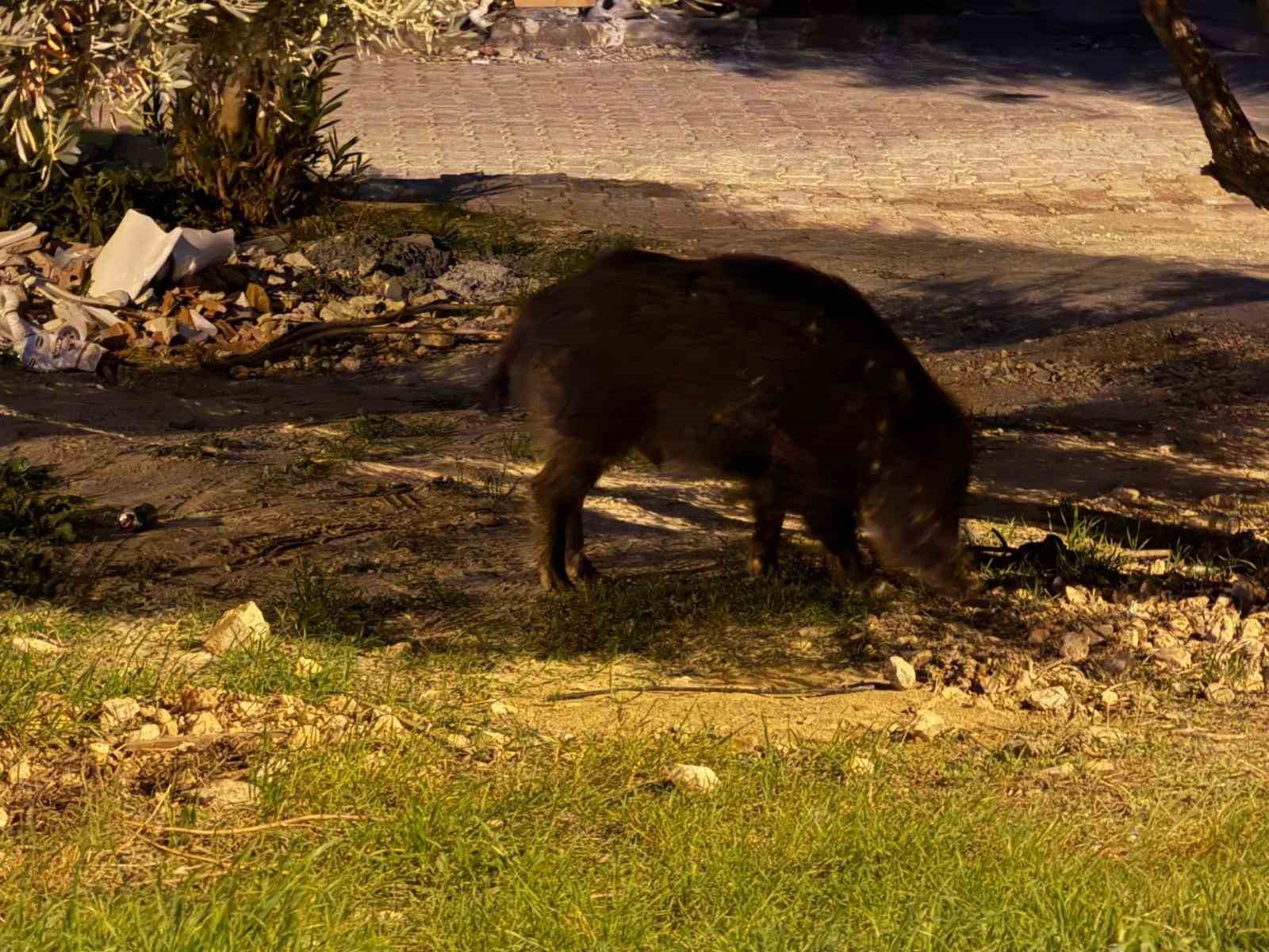 Kusadasinda Domuzlar Sehri Mesken Tuttu A2289D9Afcdf37B07Ad51D5Ceadfce2C