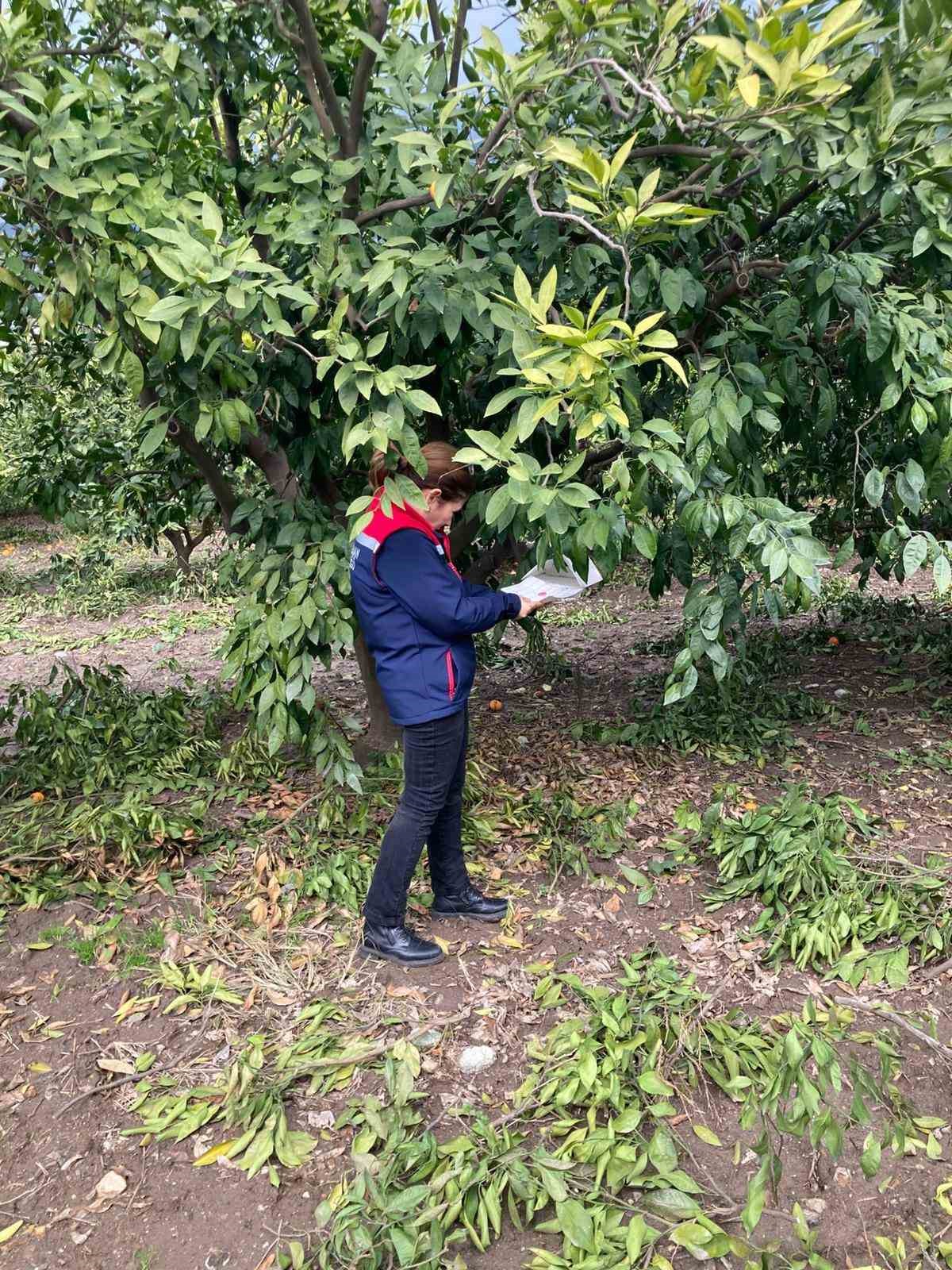 Narenciye Bahceleri Kontrol Edildi 69Ecf252A88E380D27F4Aa3Fc5Eafa84