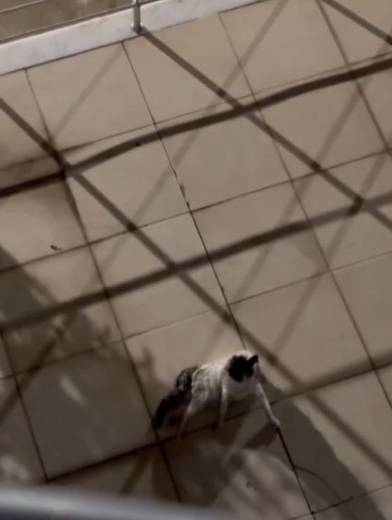 Sokak Kopeklerinin Saldirisina Ugrayan Kedi Agir Yarali Kurtuldu 632495 Fb23C8Cb90E0A506B7D6Cd980C11C22B