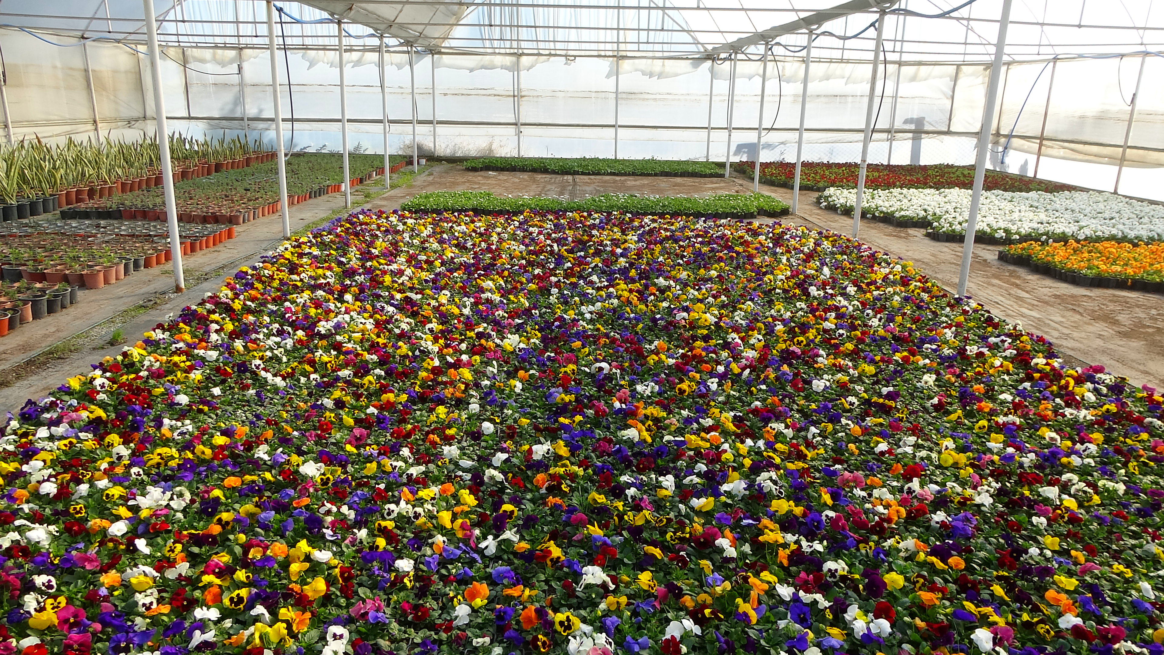 Soke Belediyesi Ilceyi Ciceklerle Donatti Iste Yetistirilen Cicek Sayisi 630792 27B6429949867A173B71Cc4Eb4D3D783