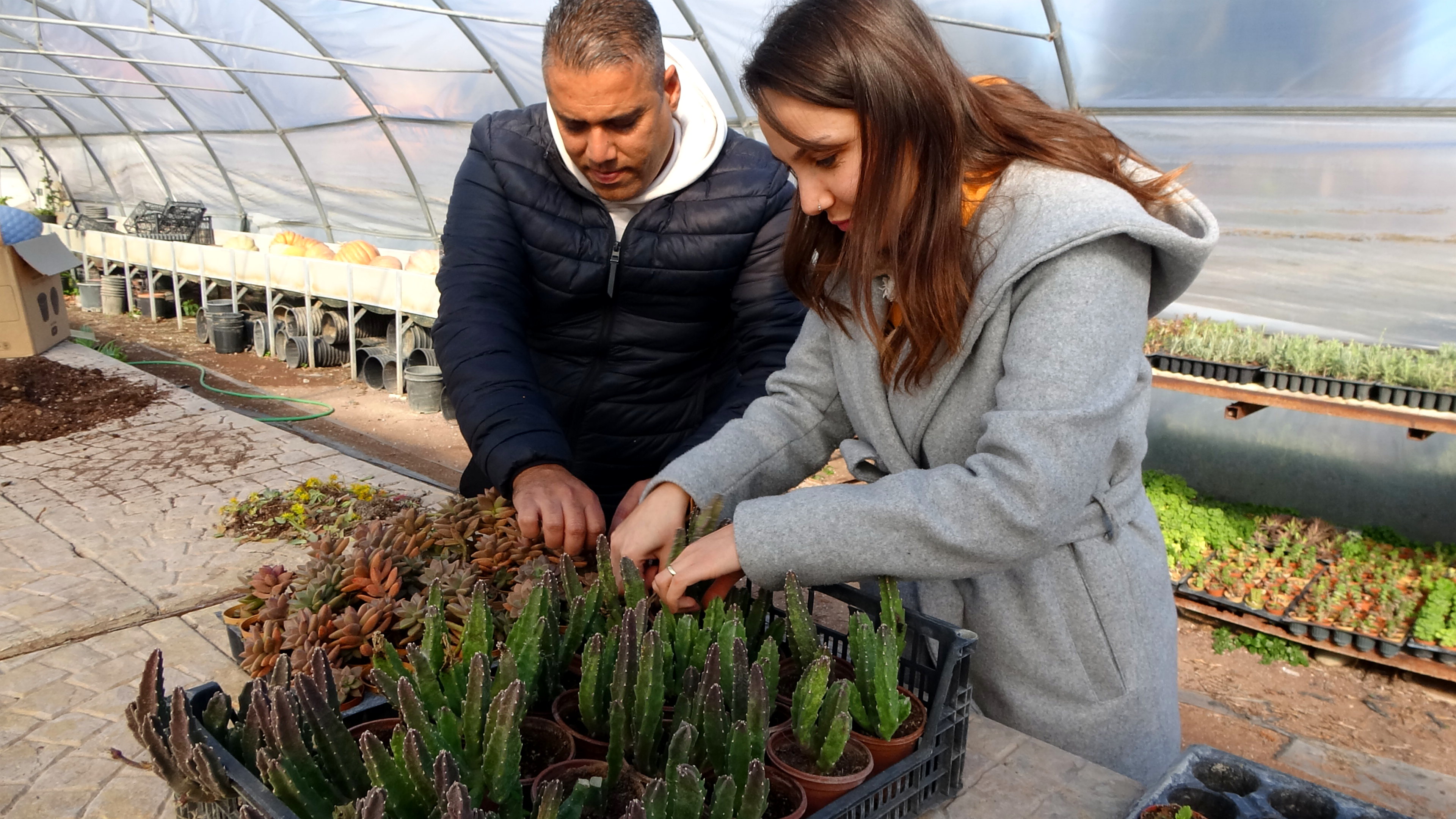 Soke Belediyesi Ilceyi Ciceklerle Donatti Iste Yetistirilen Cicek Sayisi 630792 2Aa3597D128Eca4De8D0E0Df44Ddf9Bd