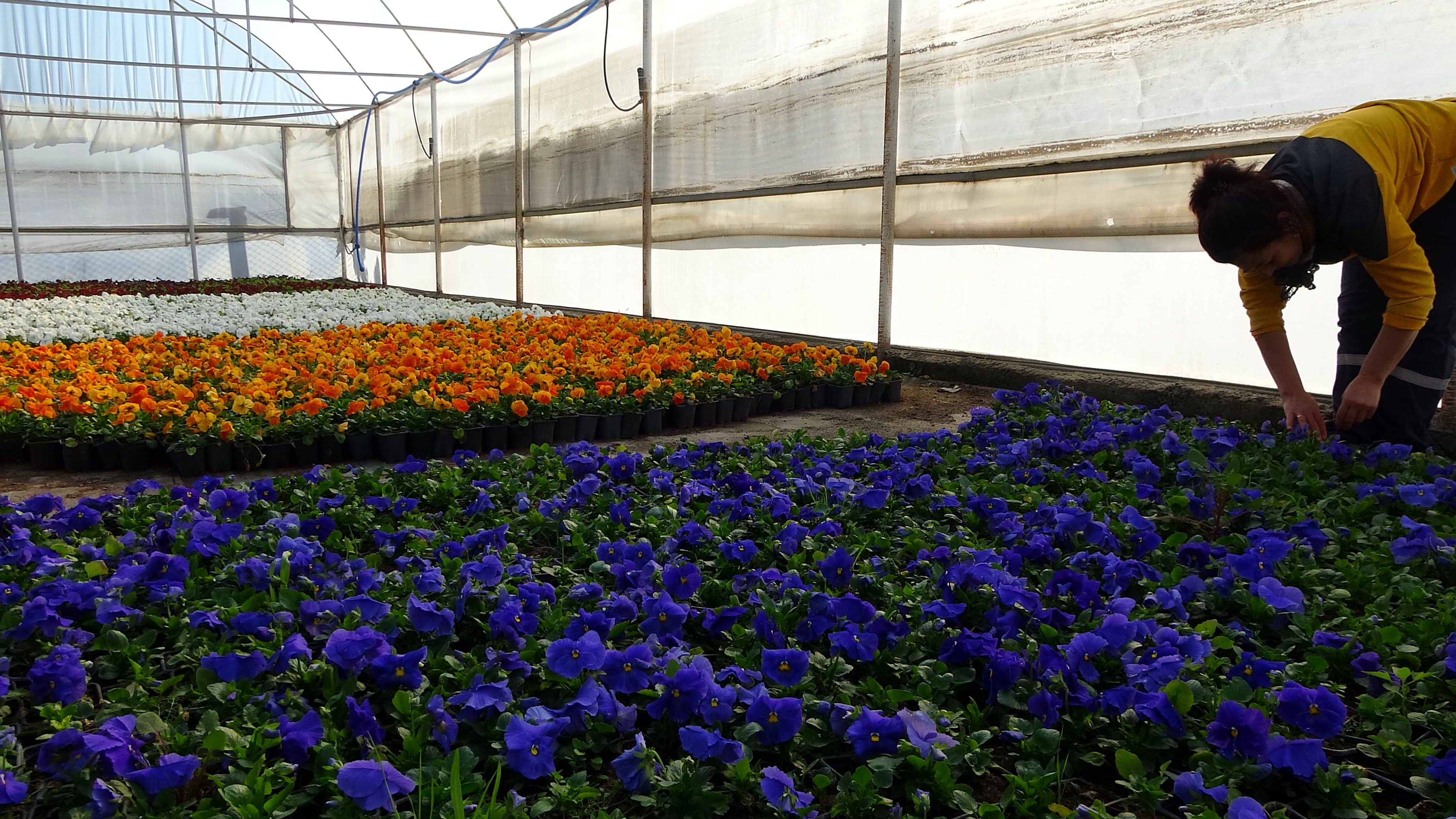 Soke Belediyesi Ilceyi Ciceklerle Donatti Iste Yetistirilen Cicek Sayisi 630792 91361205E83C05A346D6B06A528Db240