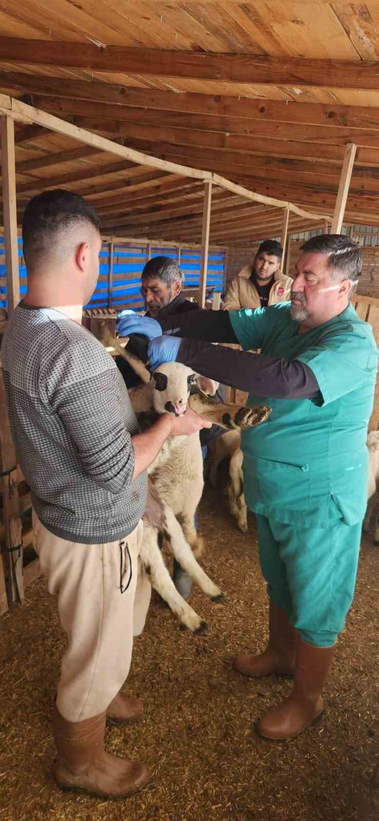 Tarim Mudurlugunden Sazlida Hayvan Sagligi Mesaisi 0A41986027C161D26Eda59F9589Ec2D5