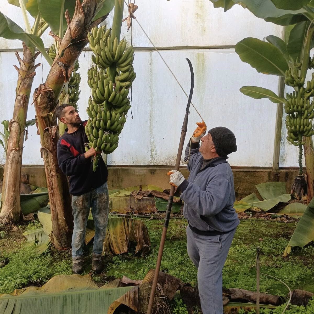 Yok Artik Efelerde Muz Hasadi 631415 1Bb084559514676E0B0F6Ddc4Cf8Fd1F