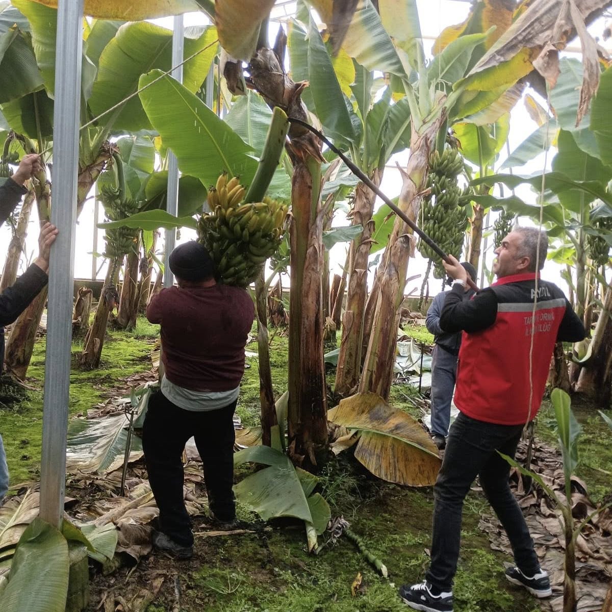 Yok Artik Efelerde Muz Hasadi 631415 529B8244Cb234415D980Ff9F423098Dd