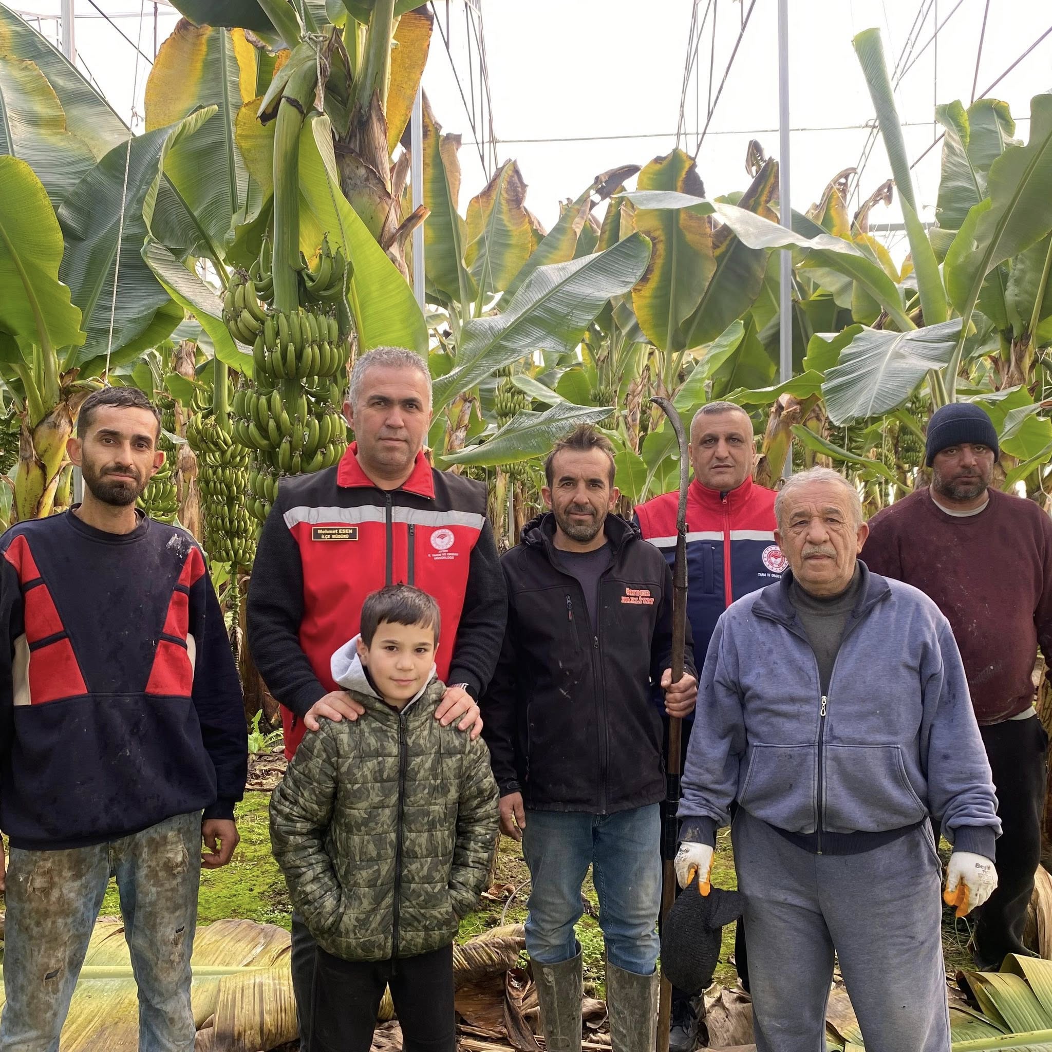 Yok Artik Efelerde Muz Hasadi 631415 5D693A45C266Bfe2165C9D3Ac8F0A5Fd