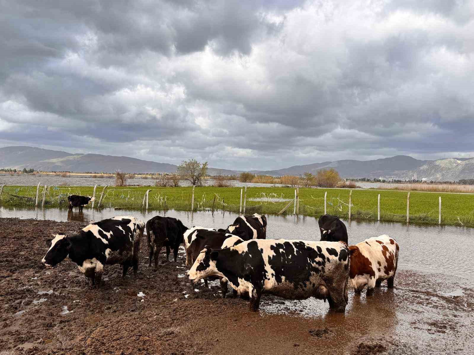 Asiri Yagislar Sonrasi Sokede Hayvanlar Guvenli Bolgelere Alindi 501F9C2E82Fe0A04421B2D29Badfe937