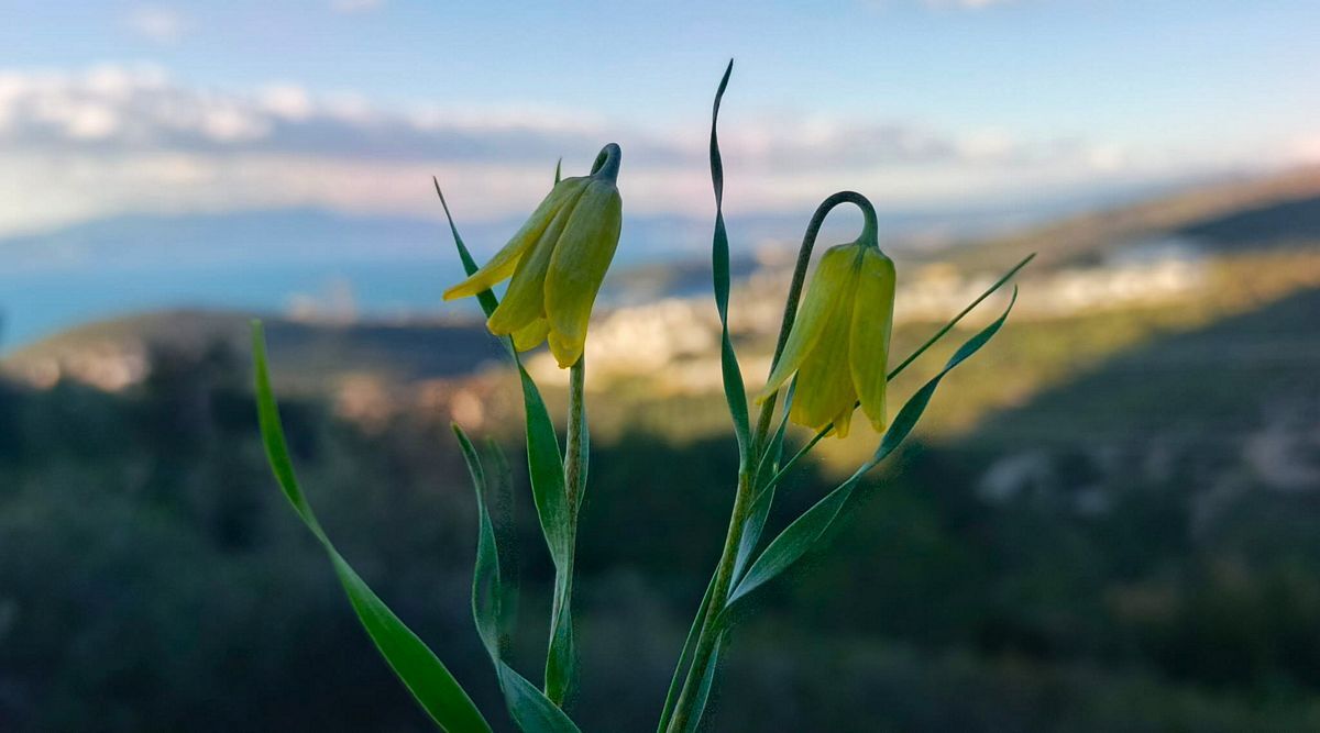 Aydinda Yetisiyor Iste Aglayan Gelinlerin Hikayesi 643019 0F0A0F153994F1C0329F540A6B54Cbf9