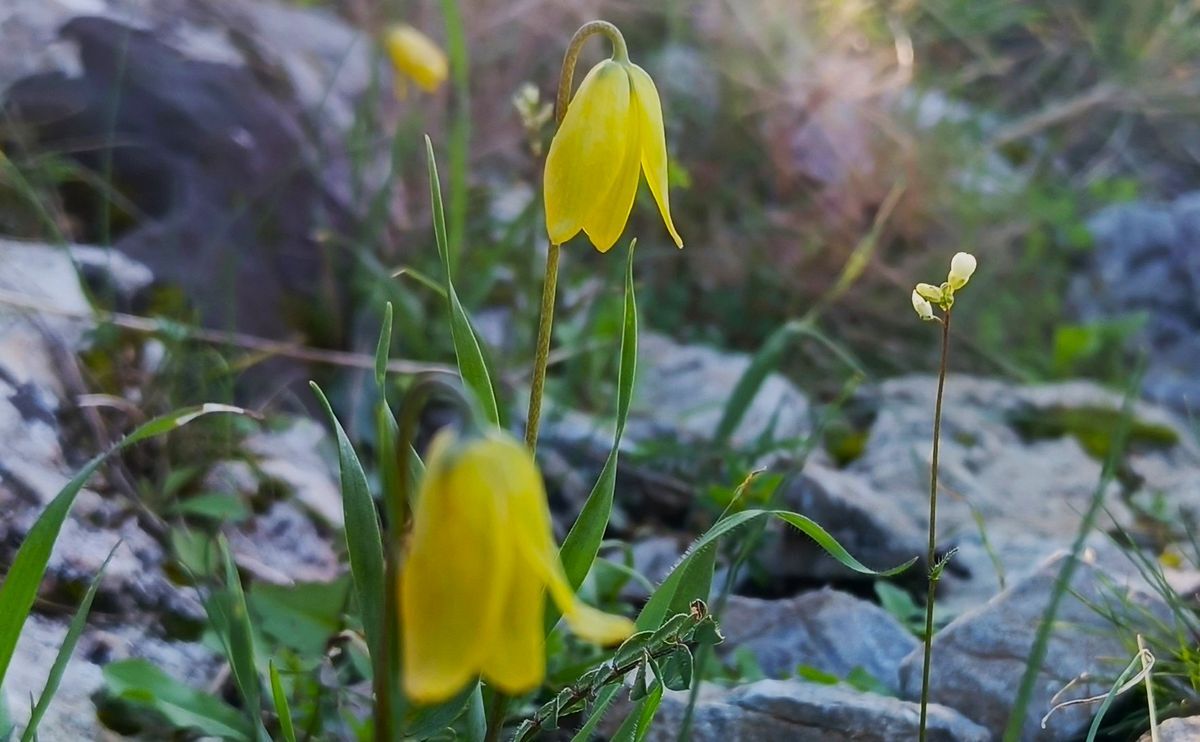 Aydinda Yetisiyor Iste Aglayan Gelinlerin Hikayesi 643019 5Dedda6Dbed0A228B9E71Da3C48229C8