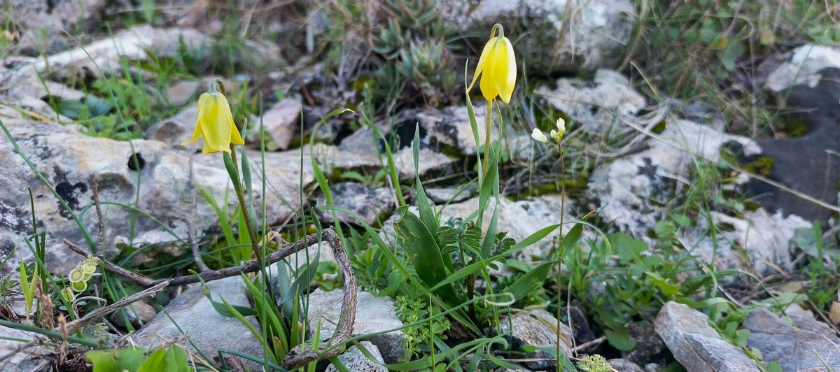 Aydinda Yetisiyor Iste Aglayan Gelinlerin Hikayesi 643019 Cfd64C9D929Fea3574Aec79D21A7A83F