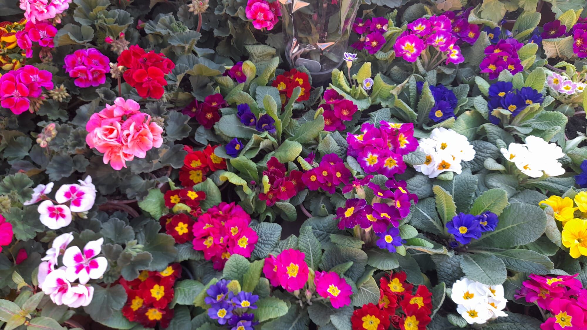 Baharin Guzelleri Tezgahlarda Yerini Aldi 641776 Adefe0A03Efb4A0Db9B10C89Df78Bd9C