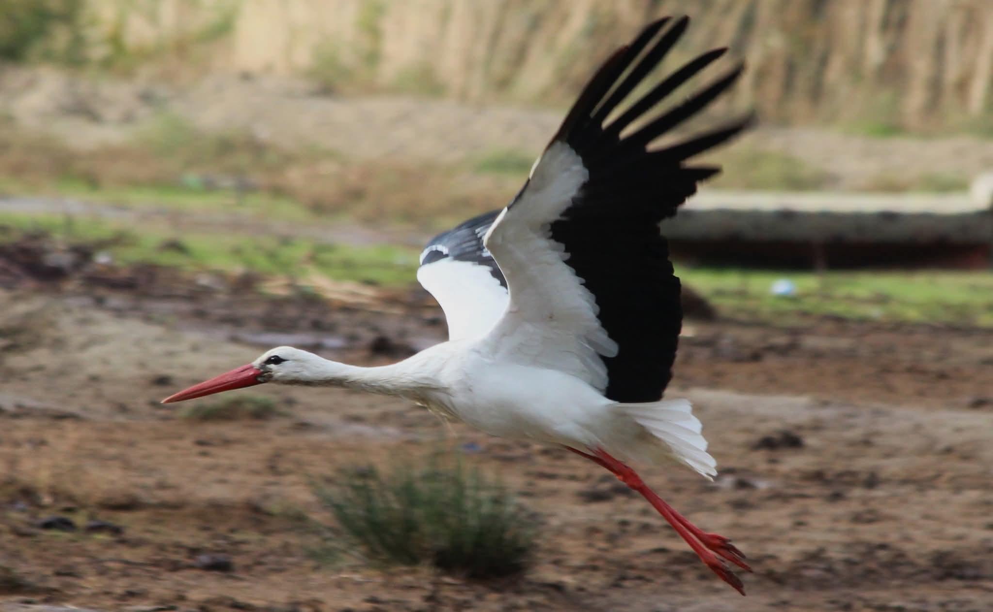 Baharin Mujdecisi Ilk Leylek Sokeye Ulasti 639158 4F780714086A4954F8692573E91D9F3E