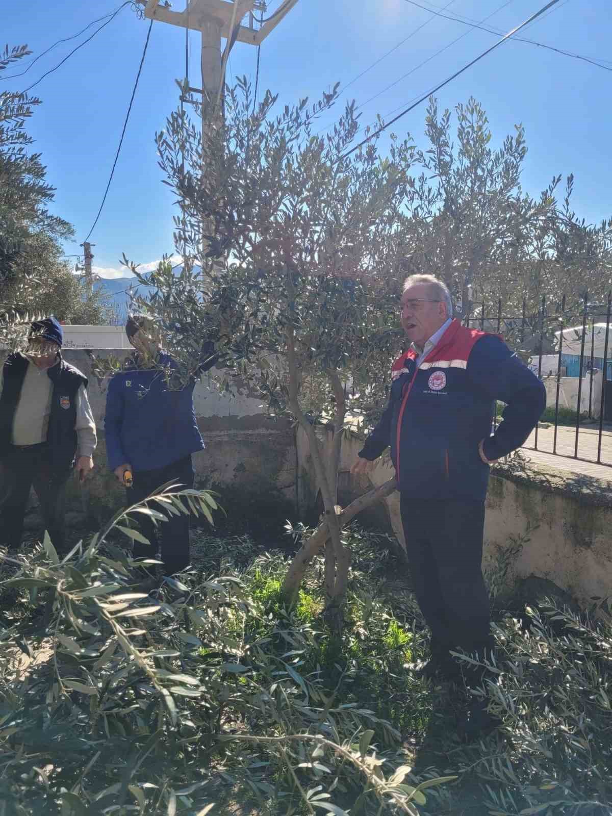 Buharkentte Kursiyerler Zeytin Agaclari Basinda Ter Doktu 077306De2E64F84802063E64D8E319Dd