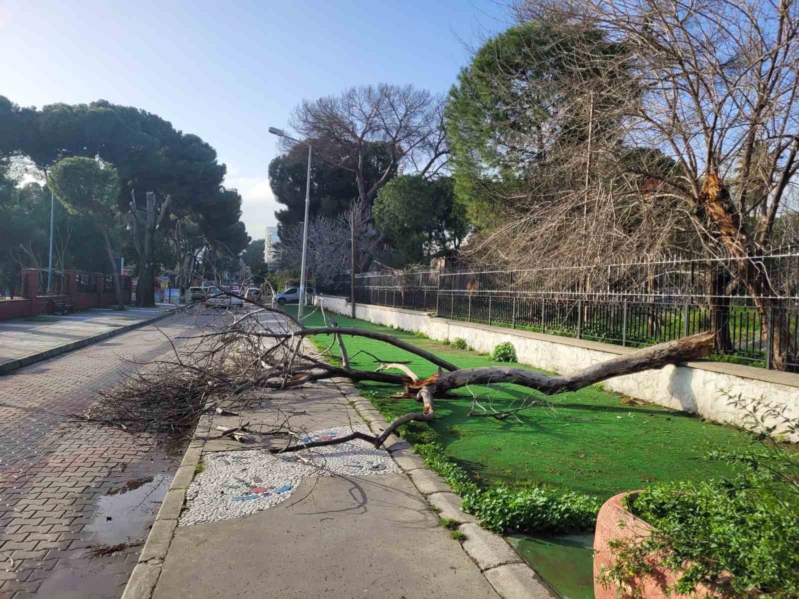 Curuyen Agac Yola Devrildi Facia Ucuz Atlatildi Ce91Bd7D728D5Fe5007F6F00D92C6A8F