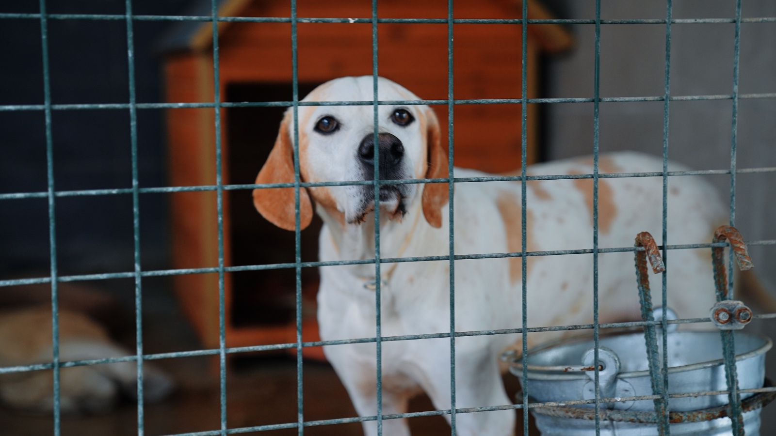 Didim Belediyesi Can Dostlar Icin Mama Uretiminde Kapasiteyi Artirdi 639968 Fb3Dd173F918C70E92Cb78Bdd89Fd39A