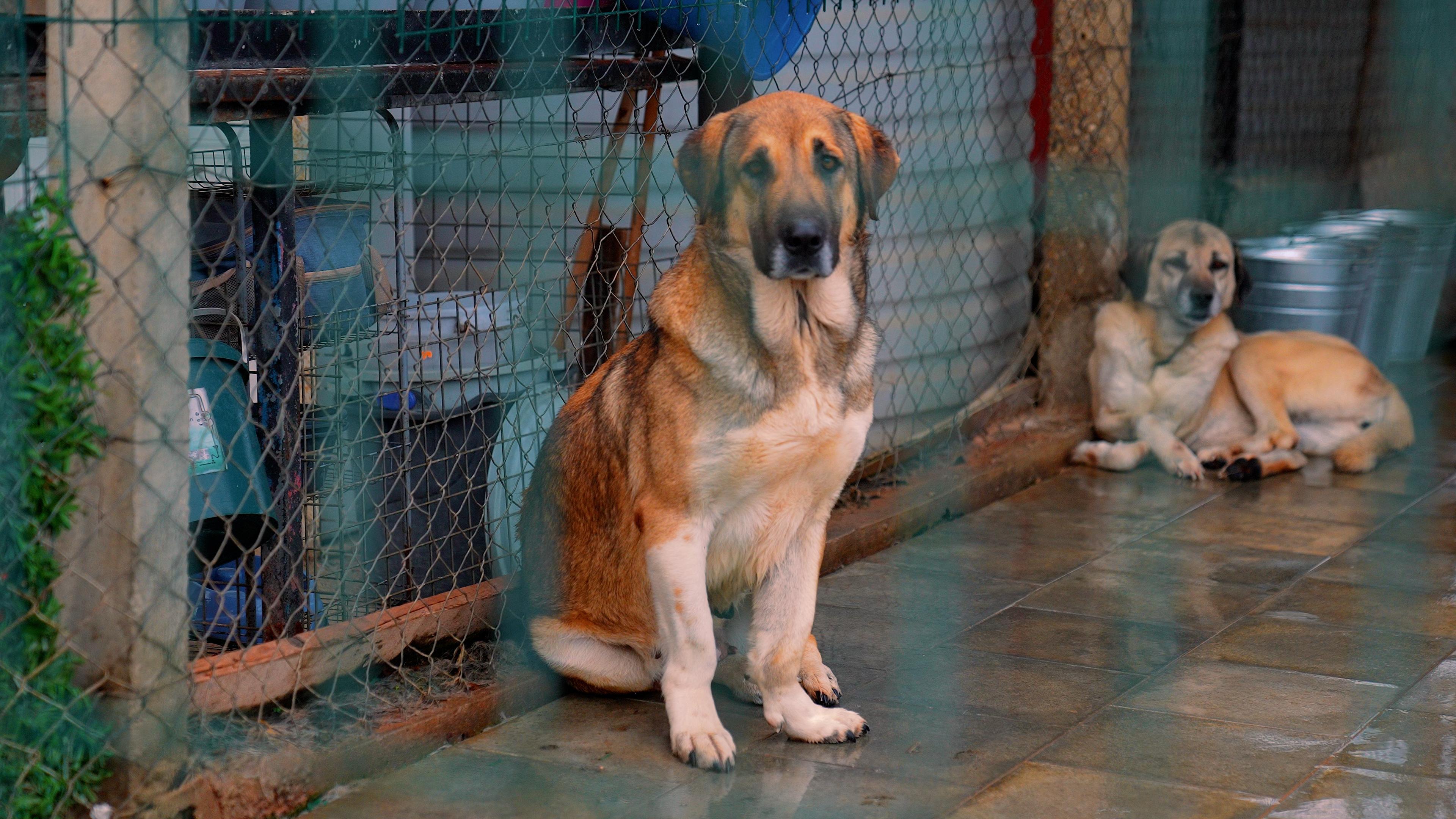 Didim Belediyesinden Can Dostlara Sevgiyle Hizmet 635020 57Fb7Aa59510C1Bf3Edb9E72764Aecb1