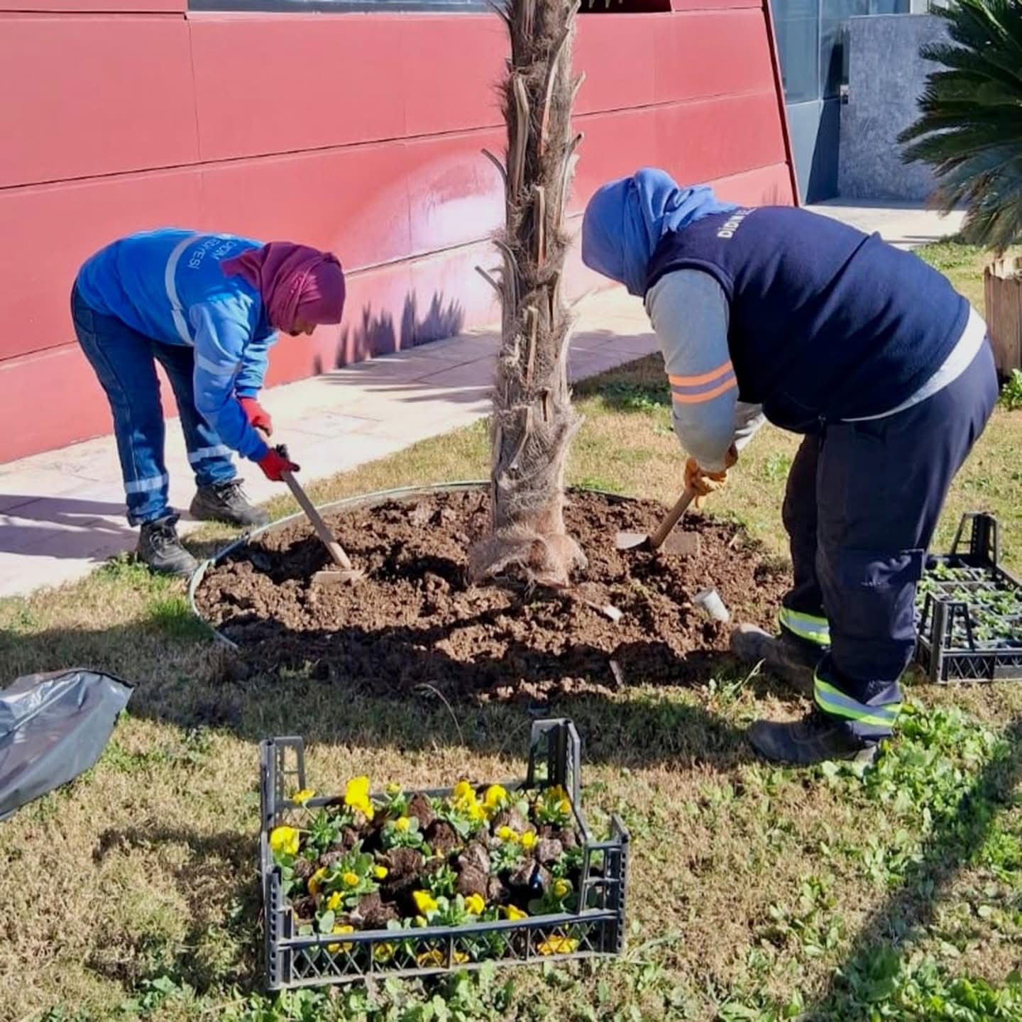 Didim Belediyesinden Yesil Alanlarda Bakim Calismasi 637857 391Ec98599501B92E2D39Fa39E3490Fa