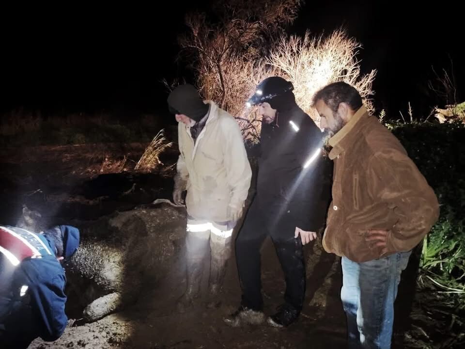 Germencikte Batakliga Saplanan Buyukbas Hayvan Kurtarildi 642650 36C3Aa393Aae302Abb457De2Eb159Df4