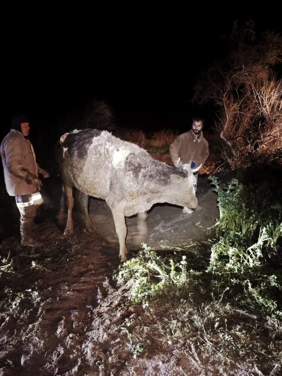 Germencikte Batakliga Saplanan Buyukbas Hayvan Kurtarildi 642650 3D2Ebb925B4E9B278Af34A0836B0101F