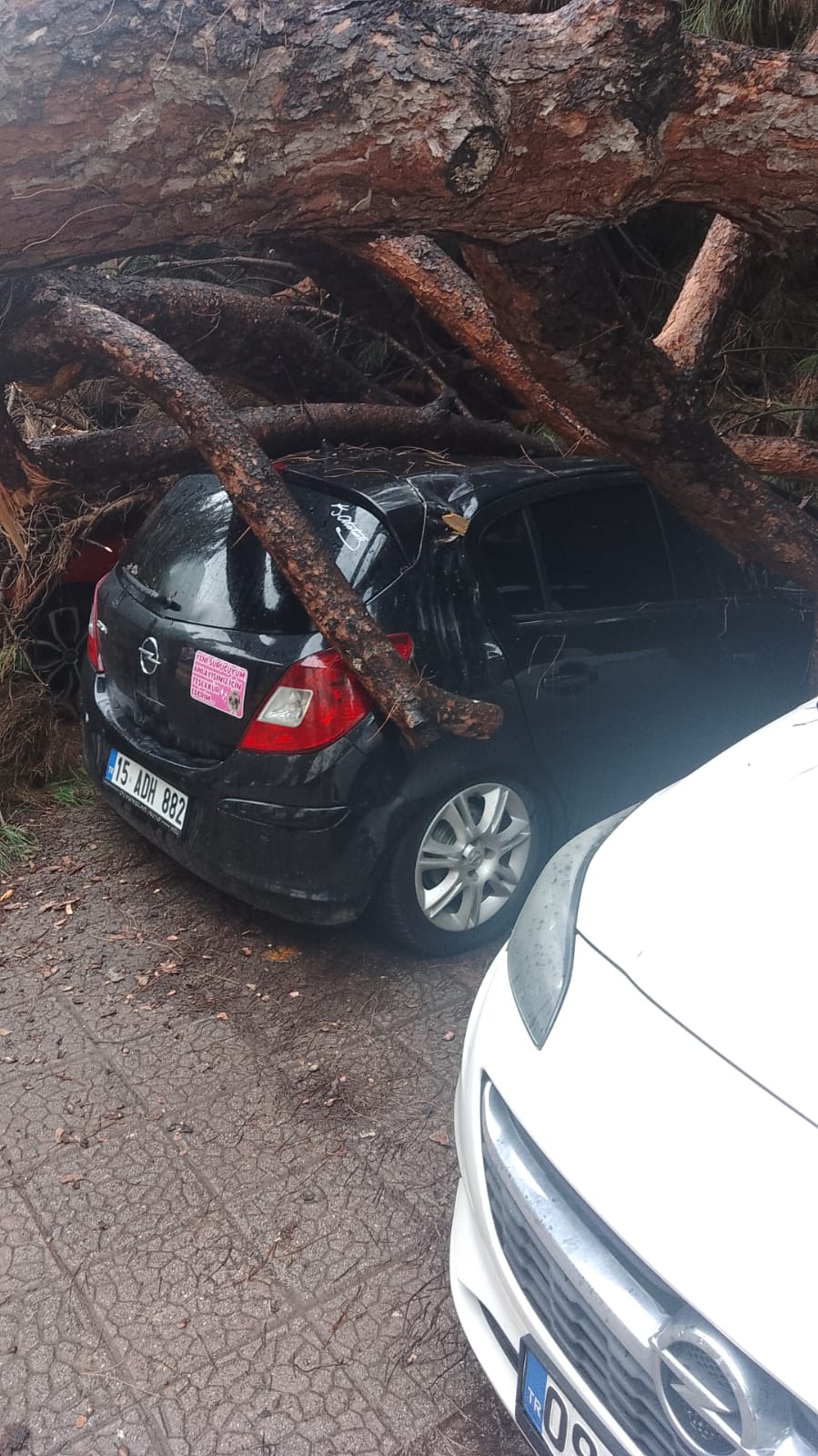 Hastane Otoparkinda Faciadan Donuldu Cam Agaci Araclarin Uzerine Devrildi 637628 19C0A451Af57823E05B9182827E8D438