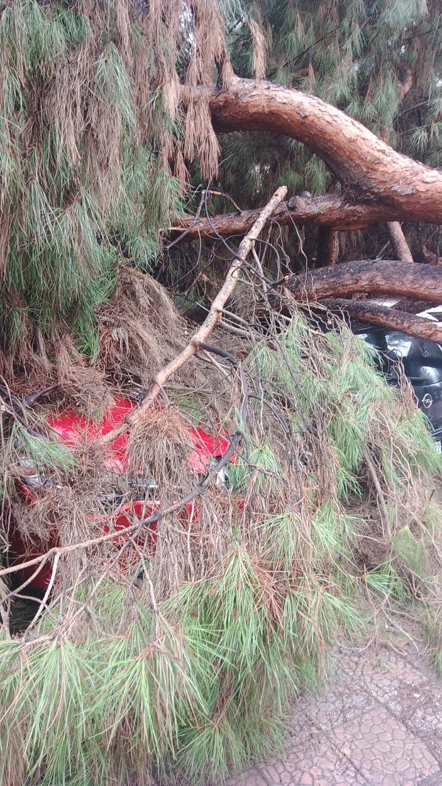 Hastane Otoparkinda Faciadan Donuldu Cam Agaci Araclarin Uzerine Devrildi 637628 C69Ae6Bdaa1Ae26D39Ee6Bc3F77Ca445