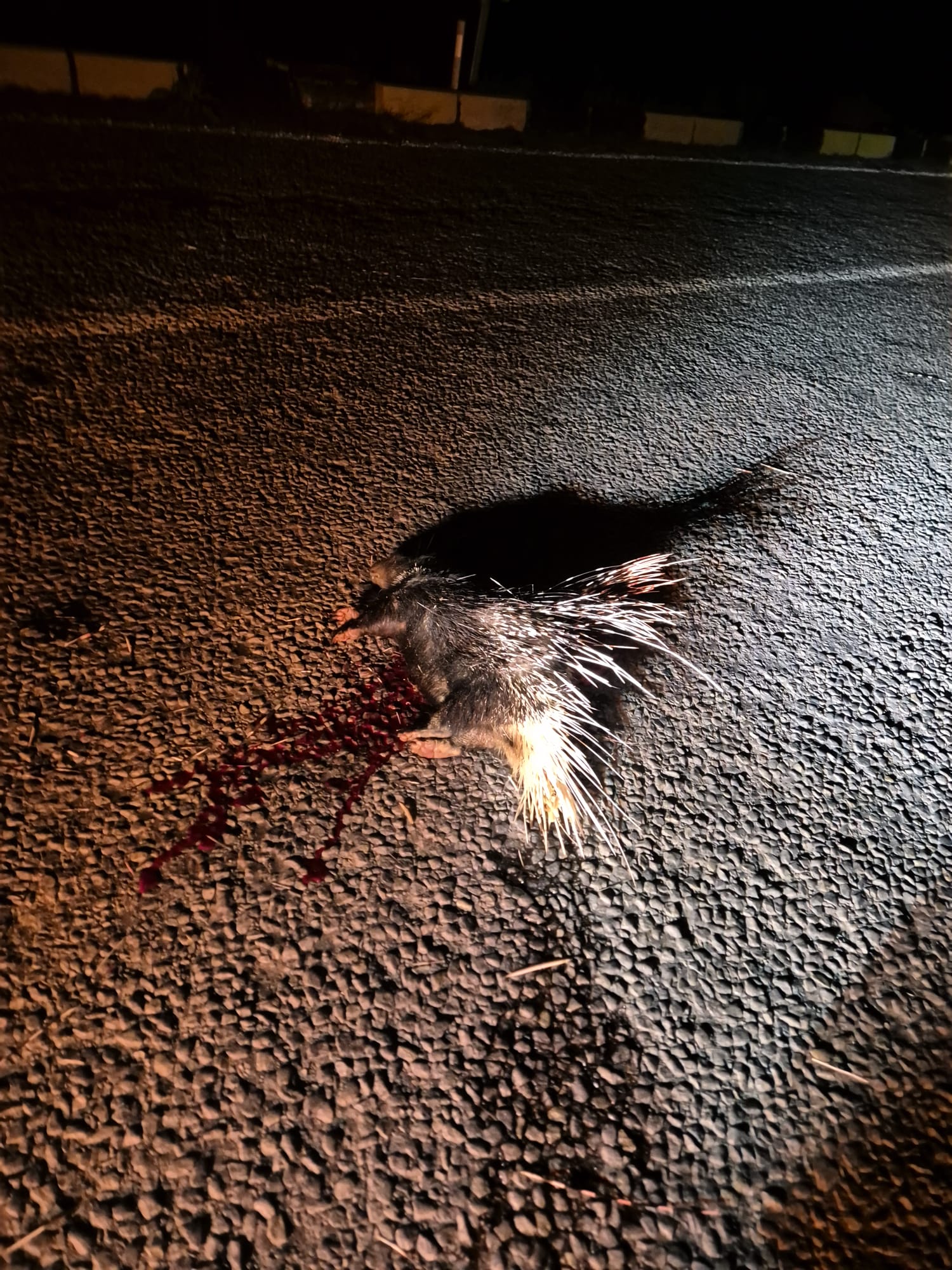 Karacasuda Hint Oklu Kirpisi Kaza Kurbani Oldu 641048 3D100A6378B9Ab0Bc8D9B3D73Db13Ea4